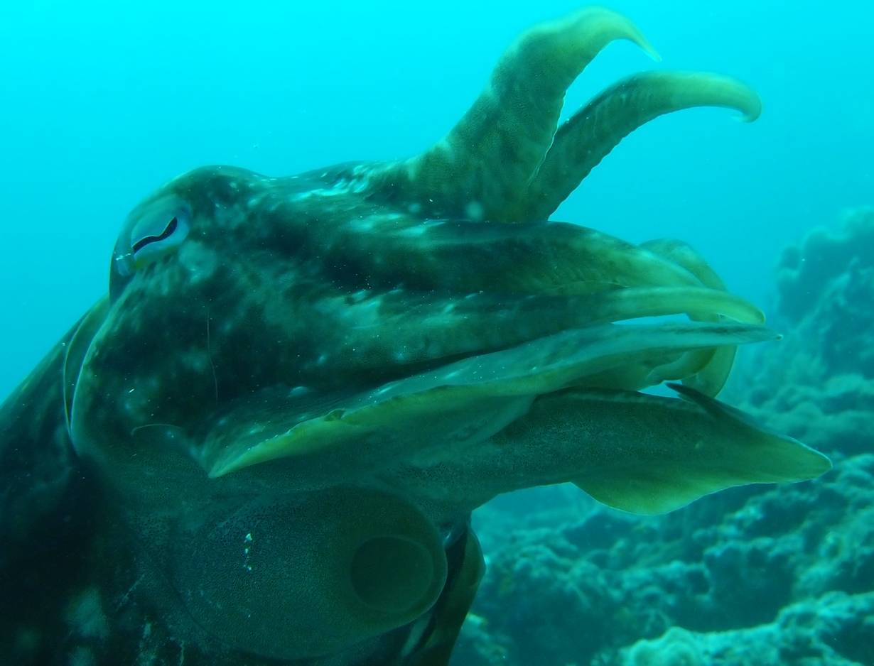 2015-10-02 Batu Sahoung + Tanjung Husi 1 (Video + Foto)