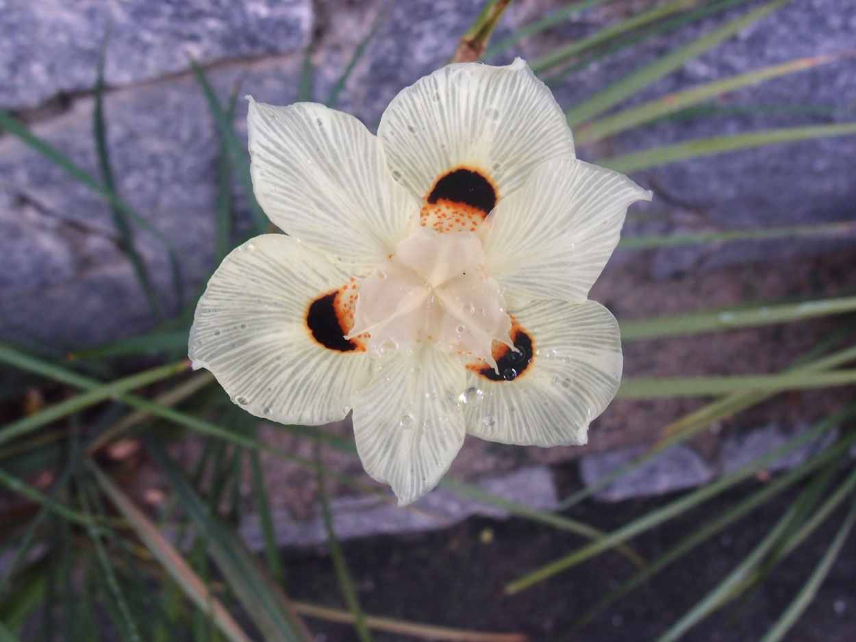 2016-01-15 01 Niteroi (Foto)