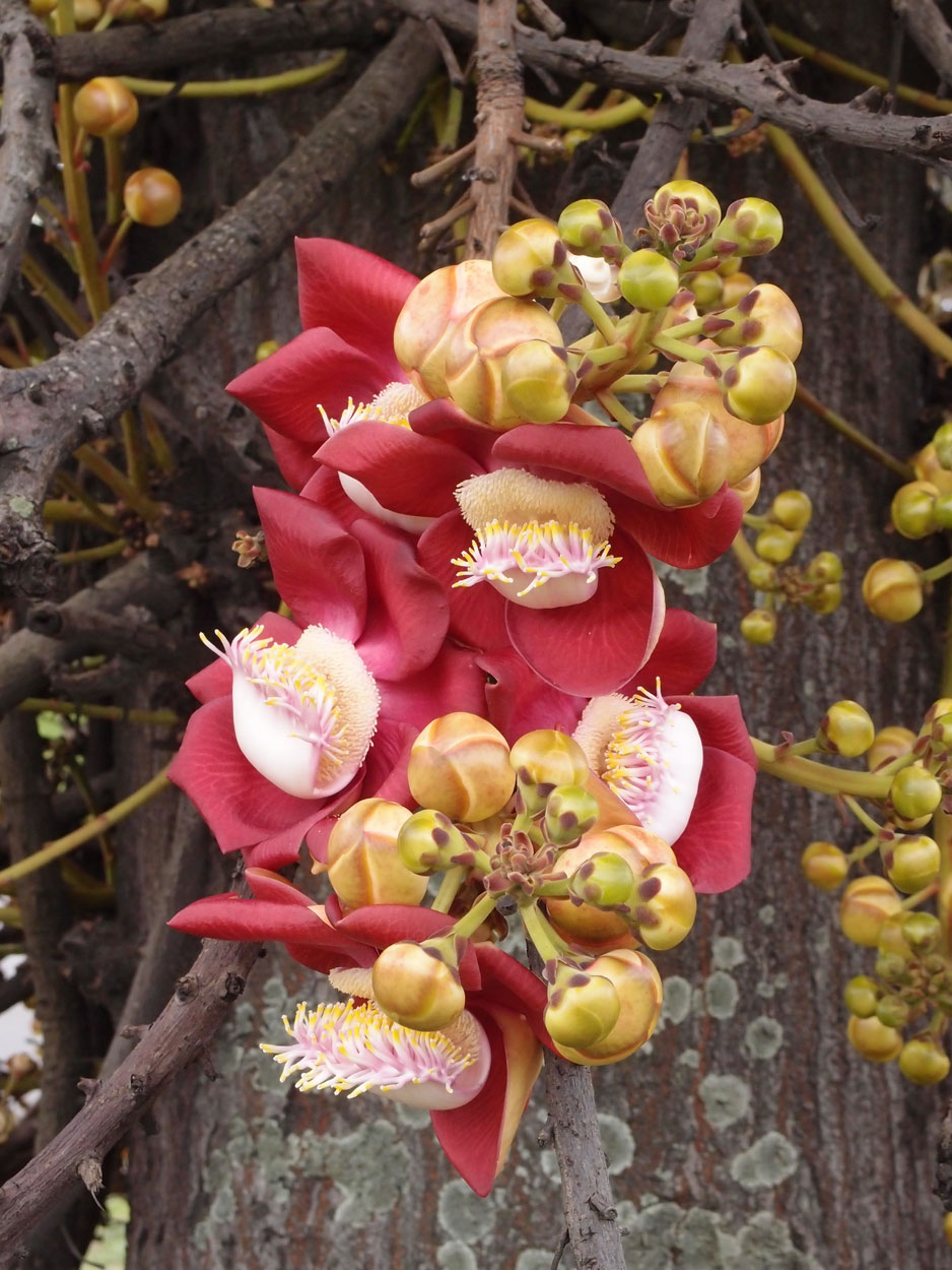 2016-01-17 01 Rio (Foto)