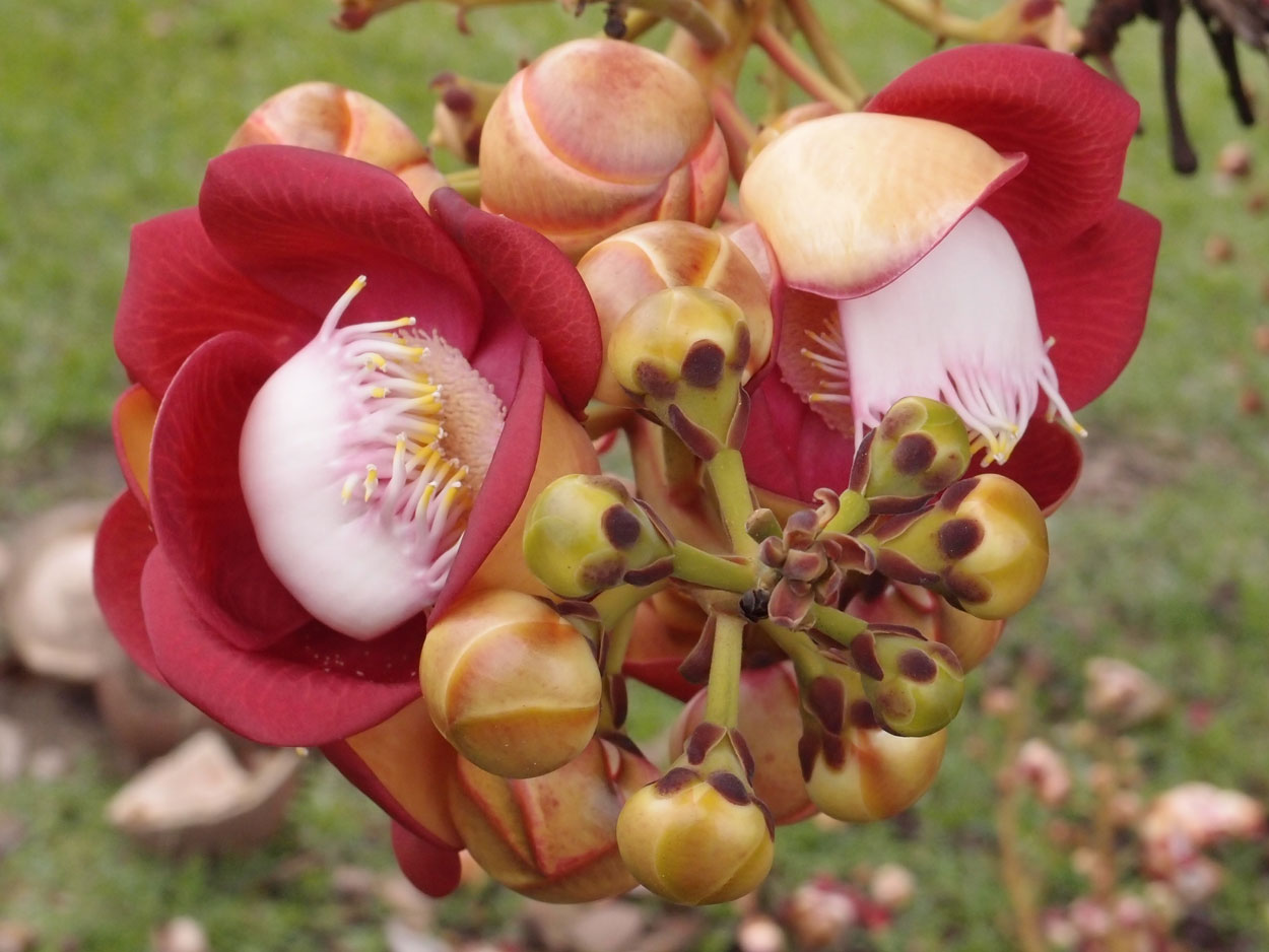 2016-01-17 01 Rio (Foto)