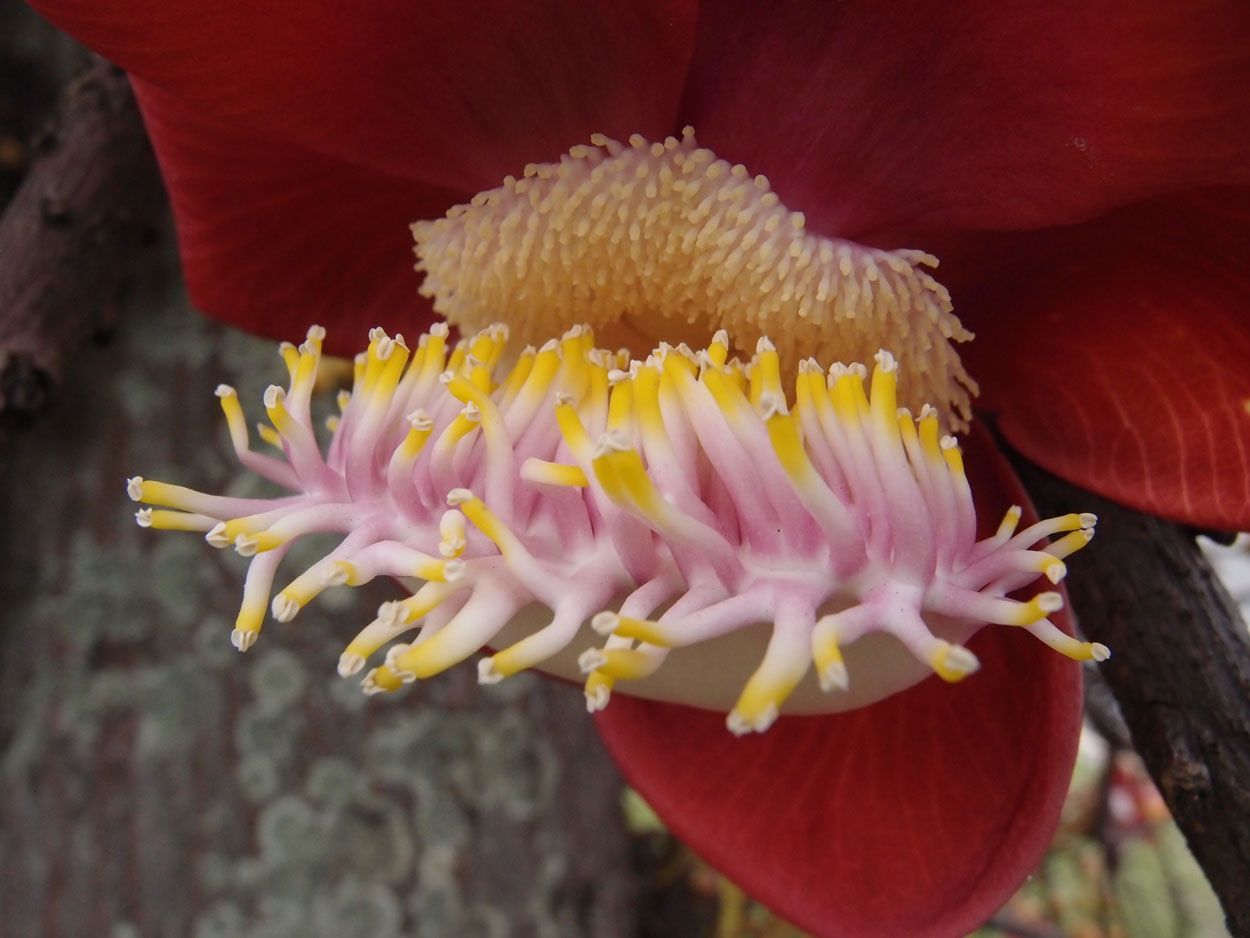 2016-01-17 01 Rio (Foto)