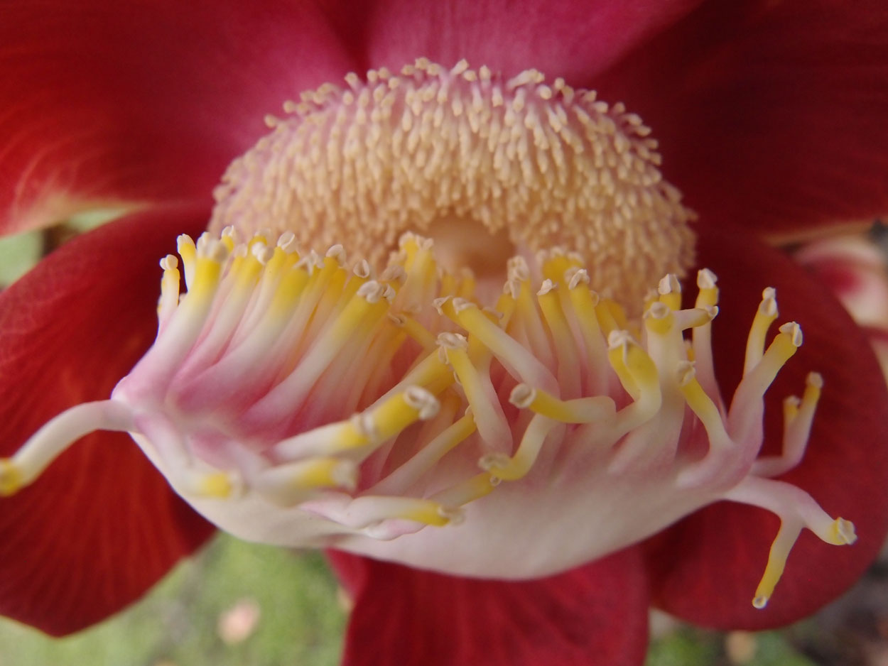 2016-01-17 01 Rio (Foto)