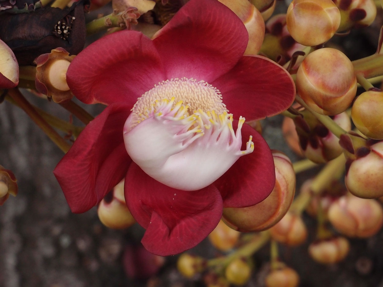 2016-01-17 01 Rio (Foto)