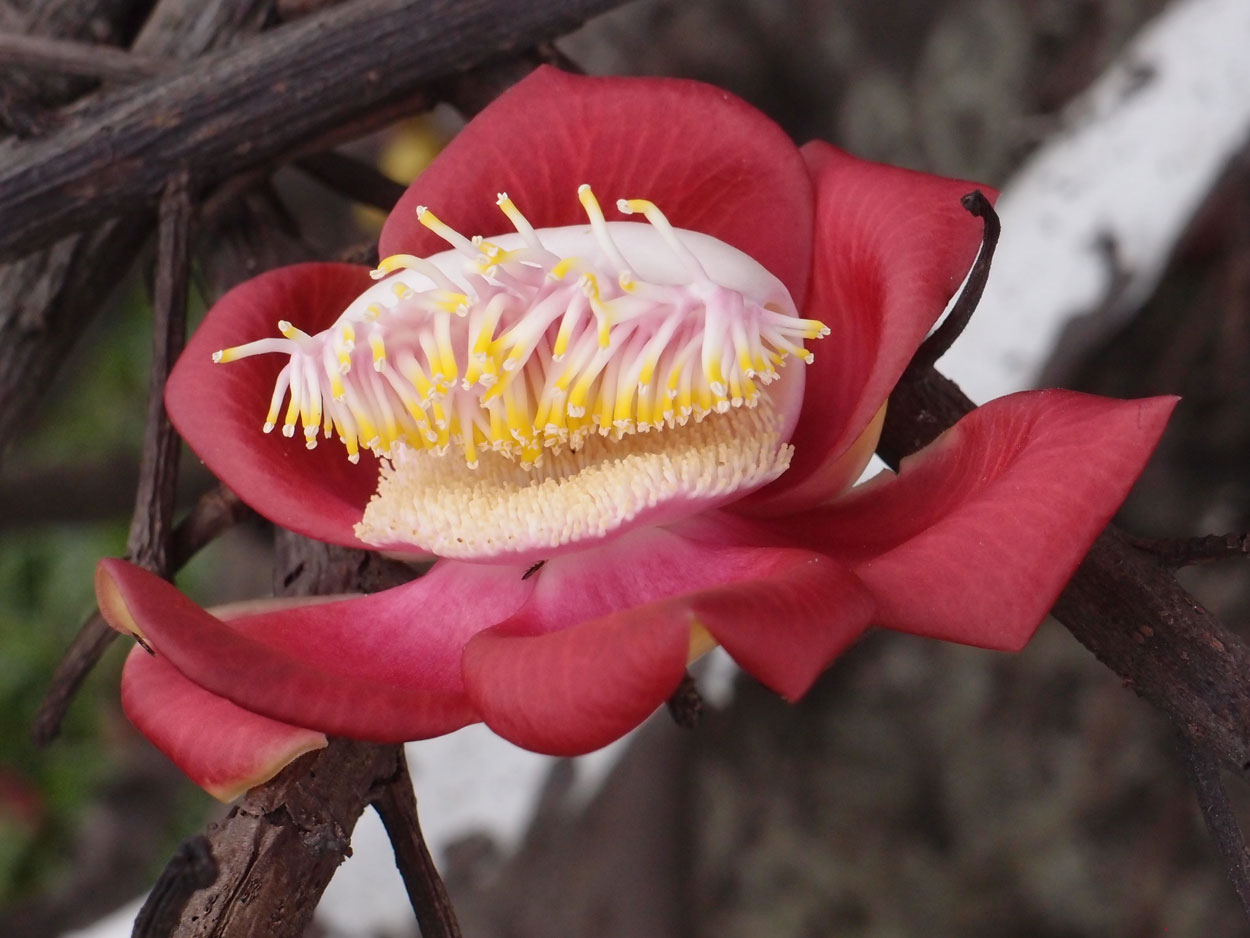 2016-01-17 01 Rio (Foto)