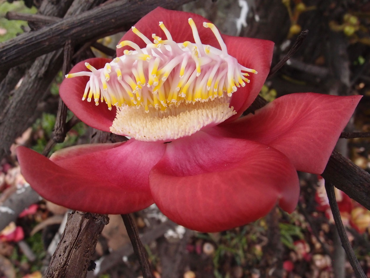 2016-01-17 01 Rio (Foto)