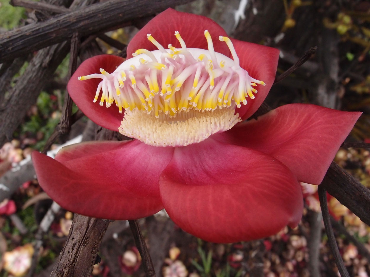 2016-01-17 01 Rio (Foto)