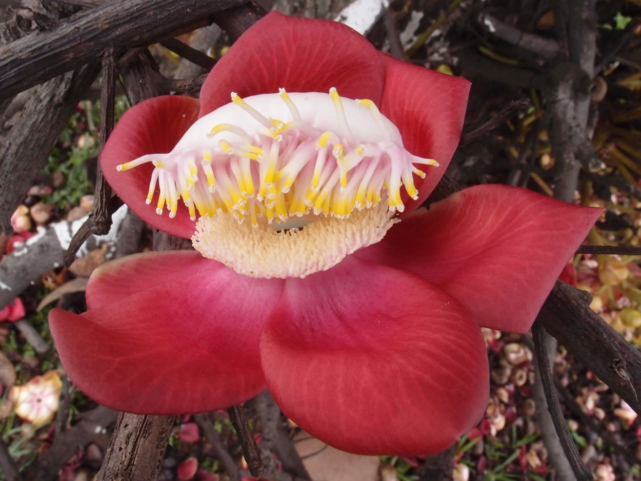 2016-01-17 01 Rio (Foto)