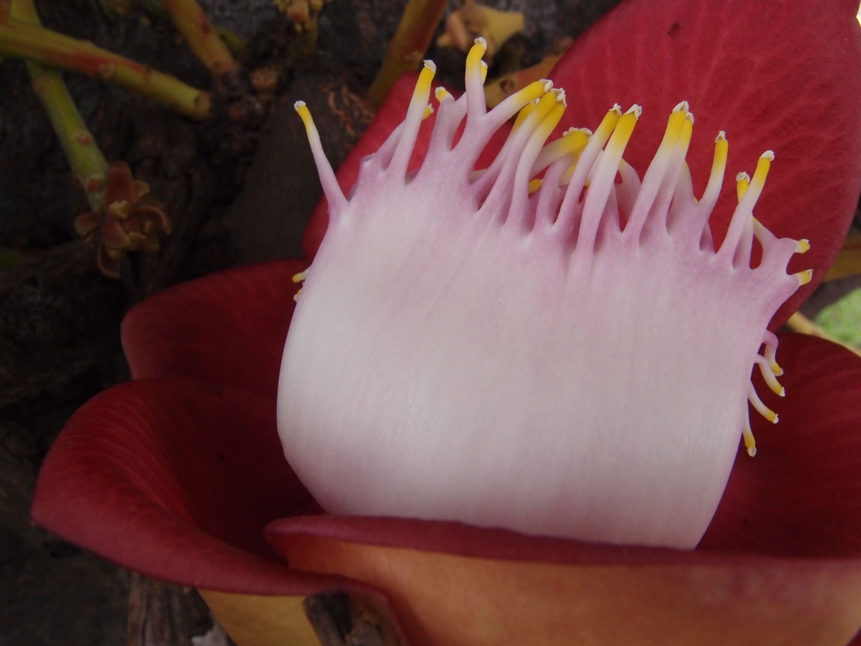 2016-01-17 01 Rio (Foto)