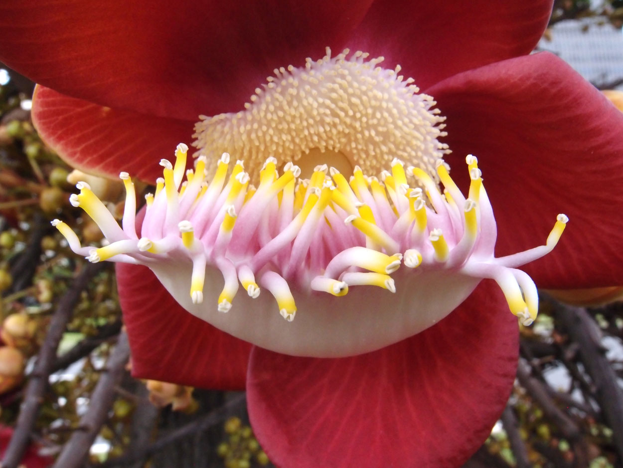 2016-01-17 01 Rio (Foto)