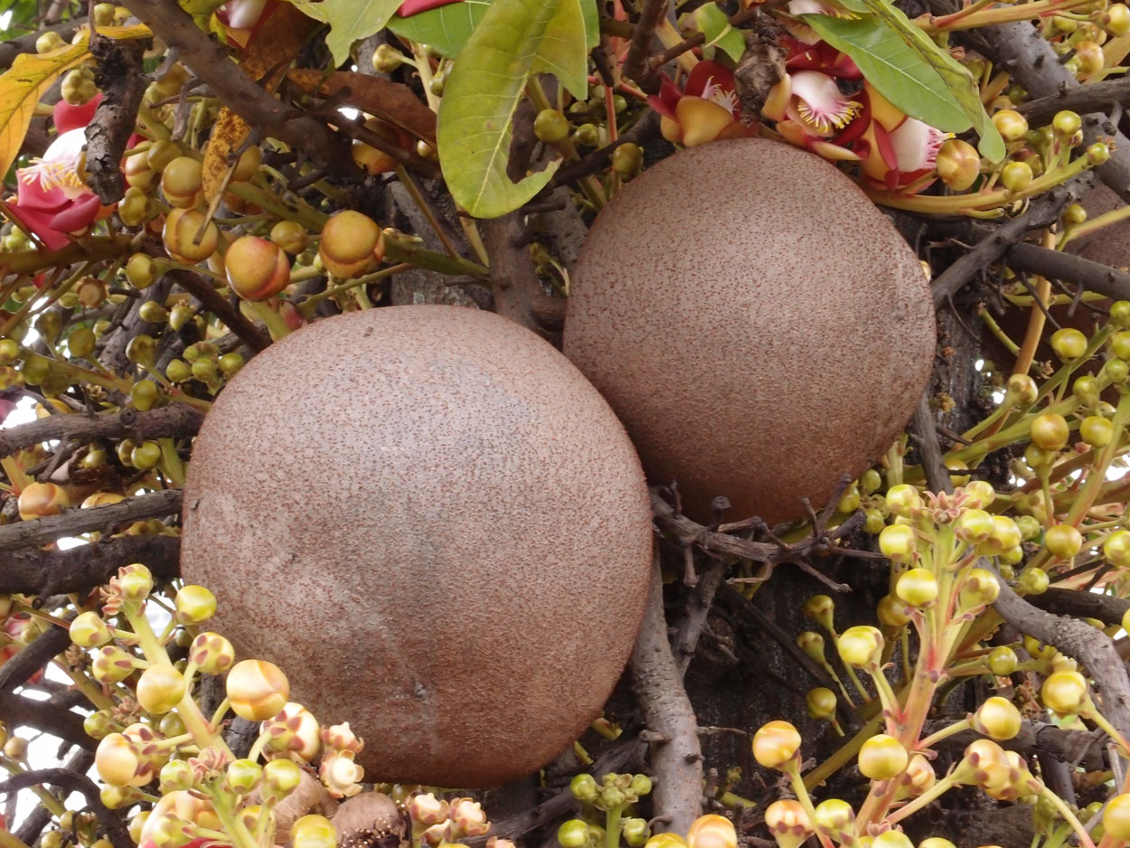 2016-01-17 01 Rio (Foto)