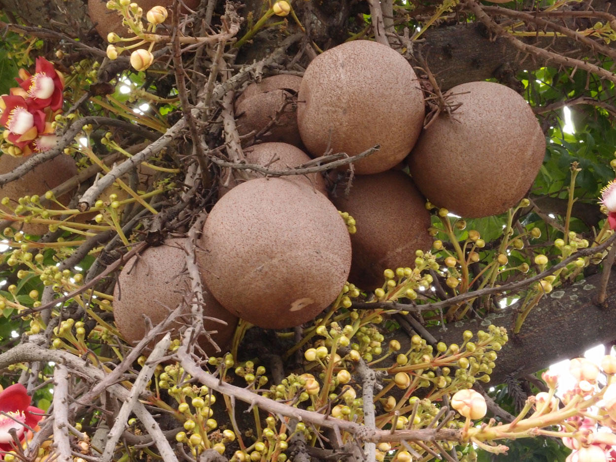 2016-01-17 01 Rio (Foto)