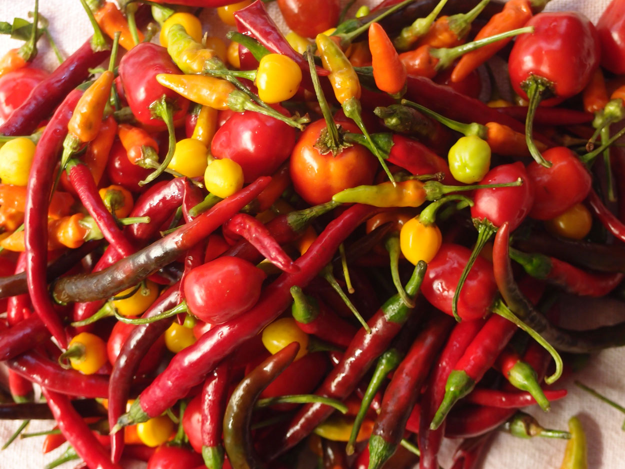 2016-01-26 Pimentas 1 + 2 (Foto)