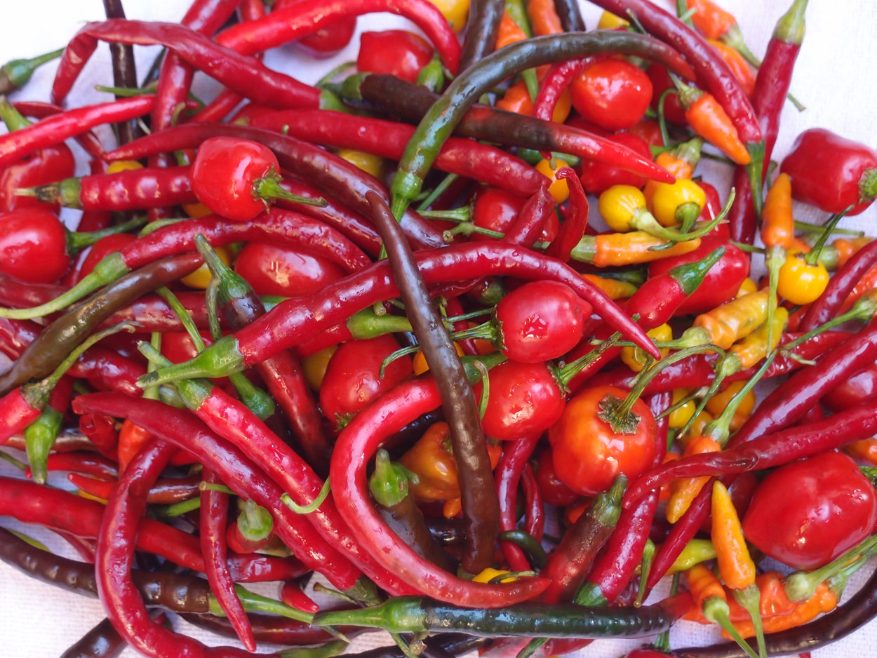 2016-01-26 Pimentas 1 + 2 (Foto)