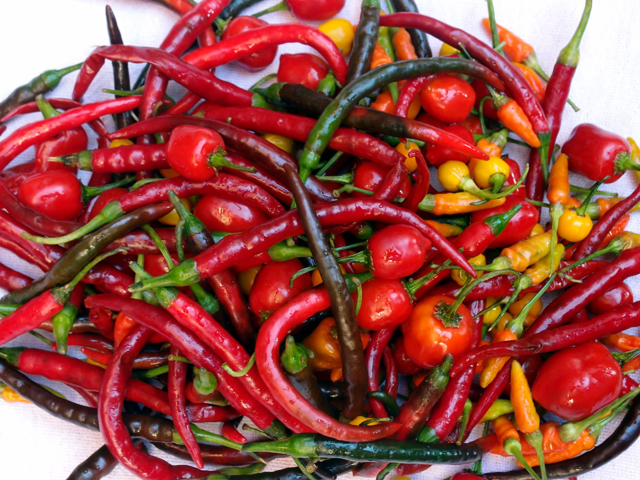 2016-01-26 Pimentas 1 + 2 (Foto)