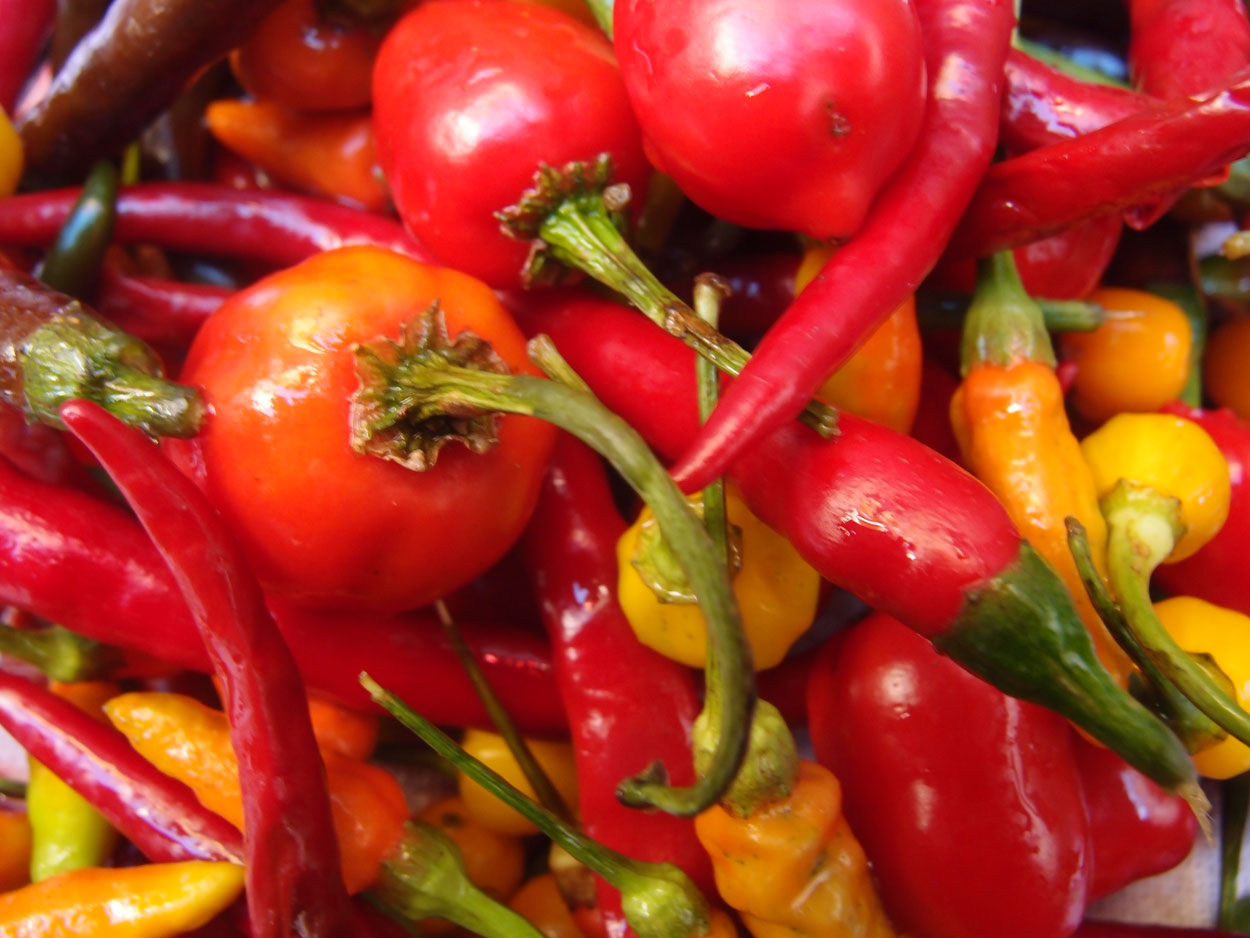 2016-01-26 Pimentas 1 + 2 (Foto)