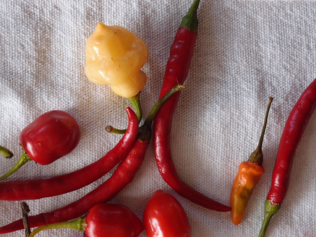 2016-01-26 Pimentas 1 + 2 (Foto)