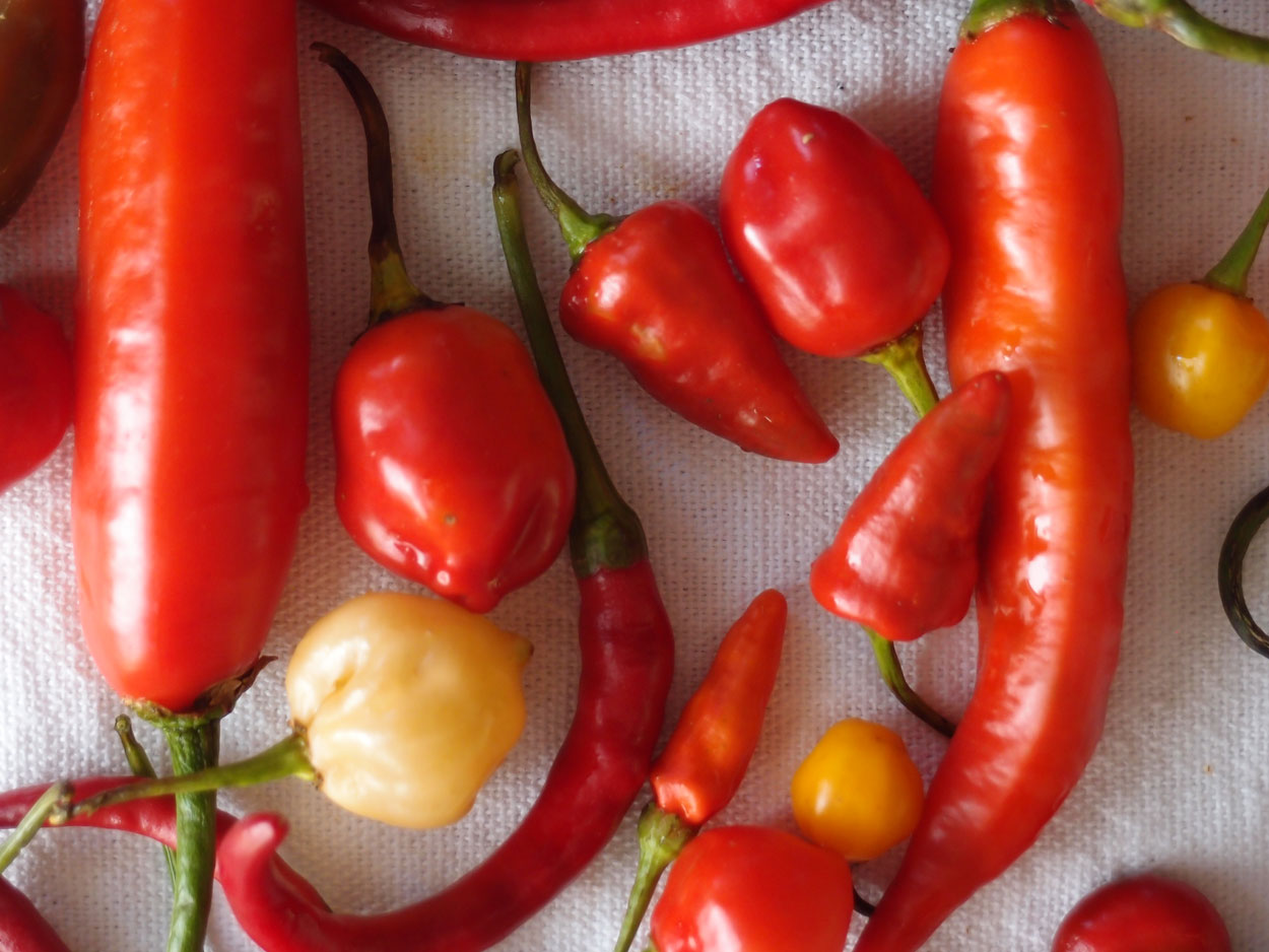 2016-01-26 Pimentas 1 + 2 (Foto)