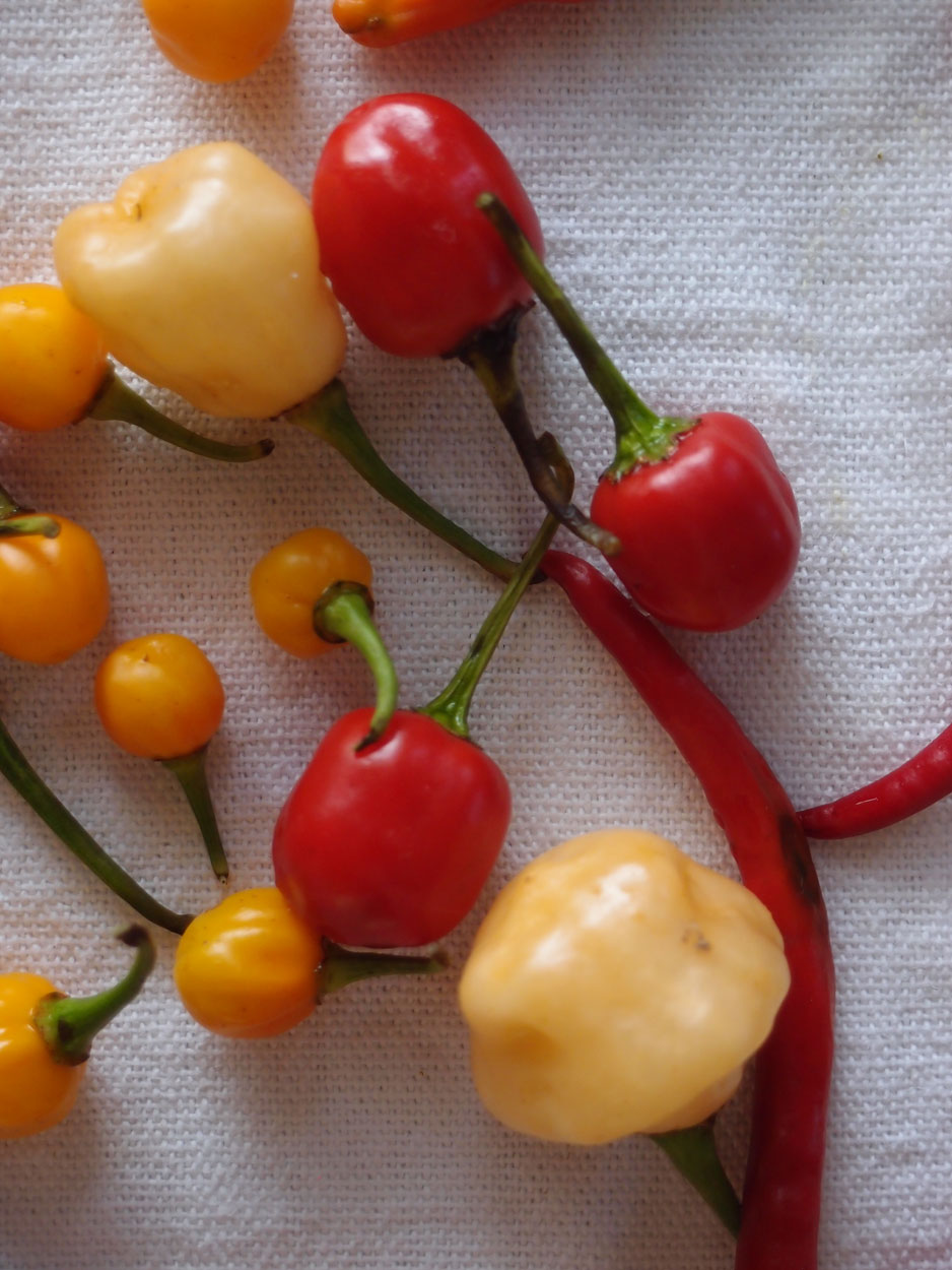 2016-01-26 Pimentas 1 + 2 (Foto)