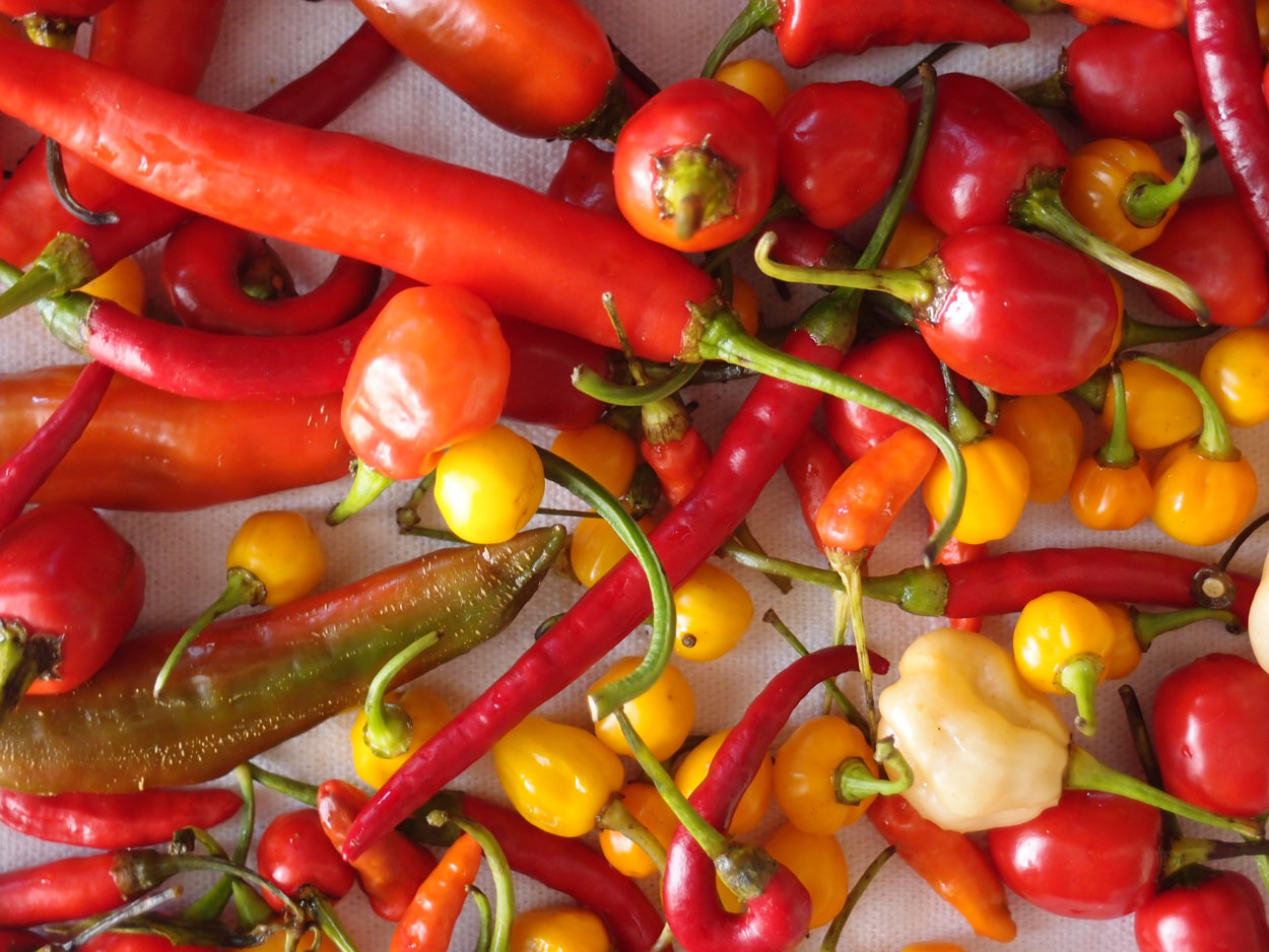 2016-01-26 Pimentas 1 + 2 (Foto)