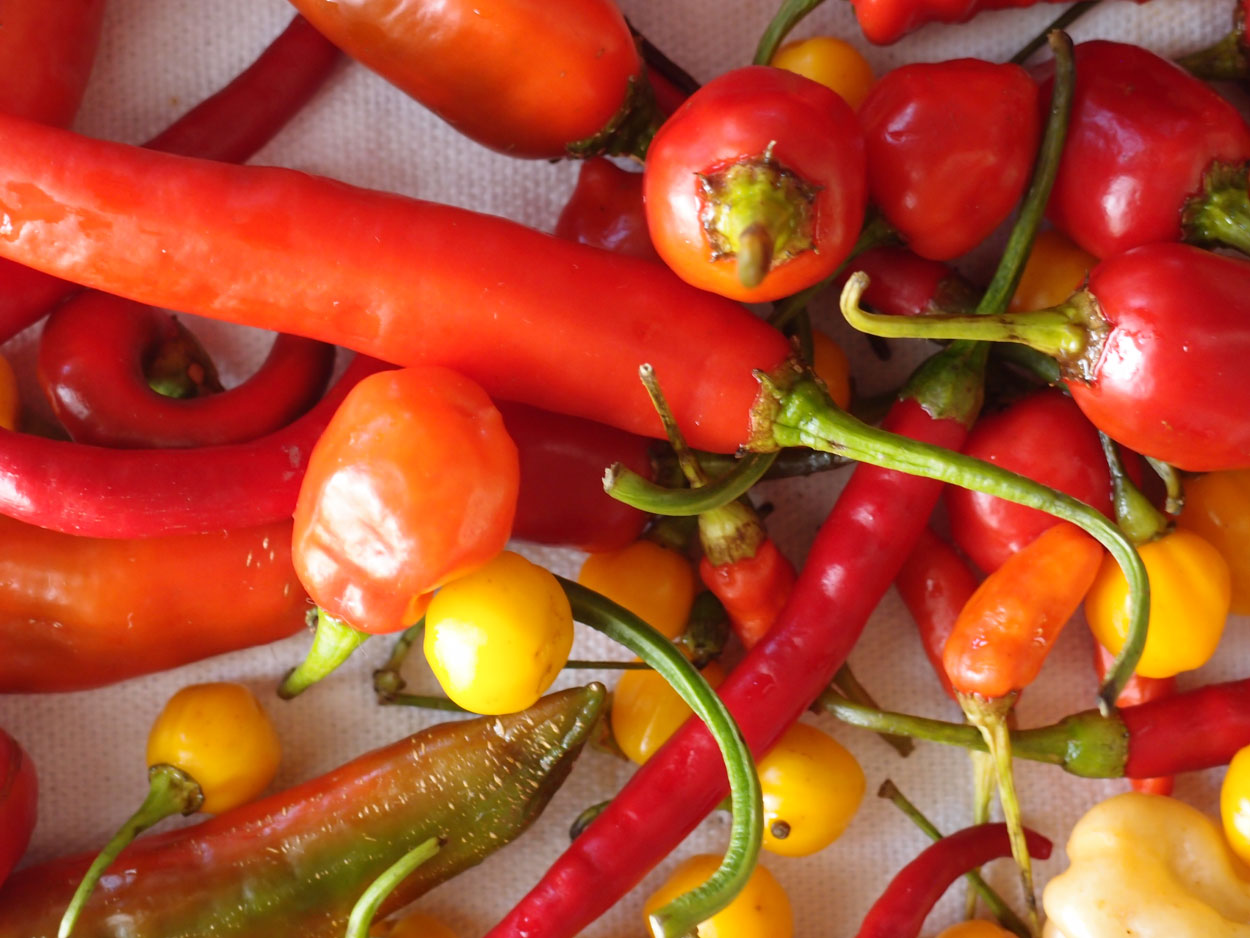 2016-01-26 Pimentas 1 + 2 (Foto)