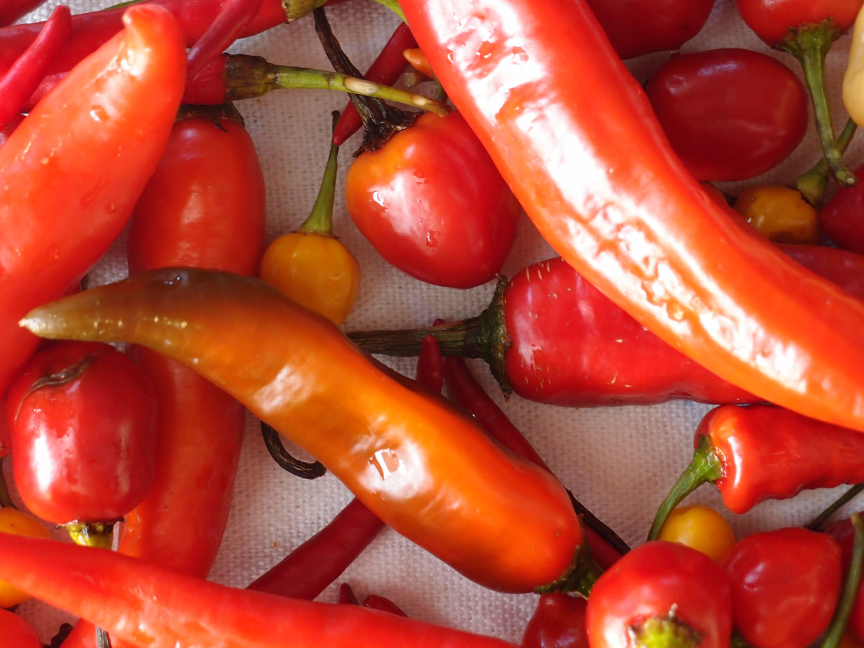 2016-01-26 Pimentas 1 + 2 (Foto)