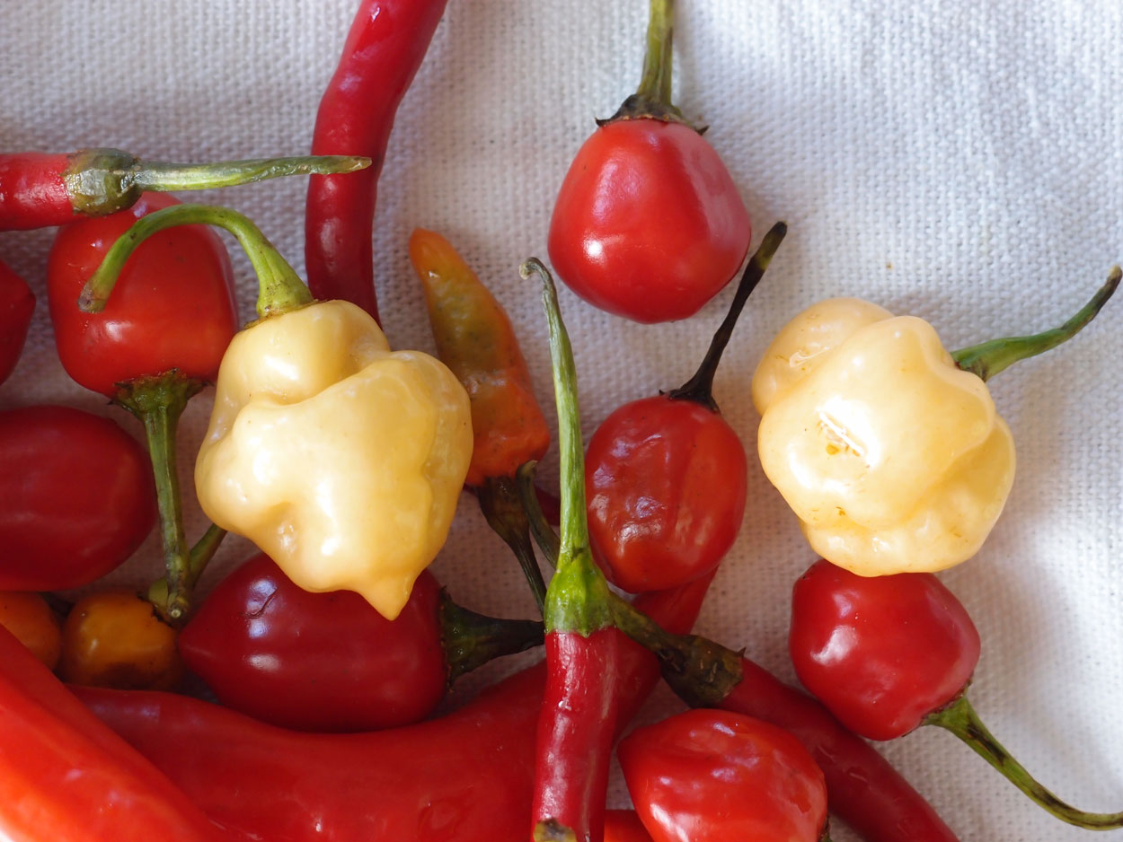 2016-01-26 Pimentas 1 + 2 (Foto)