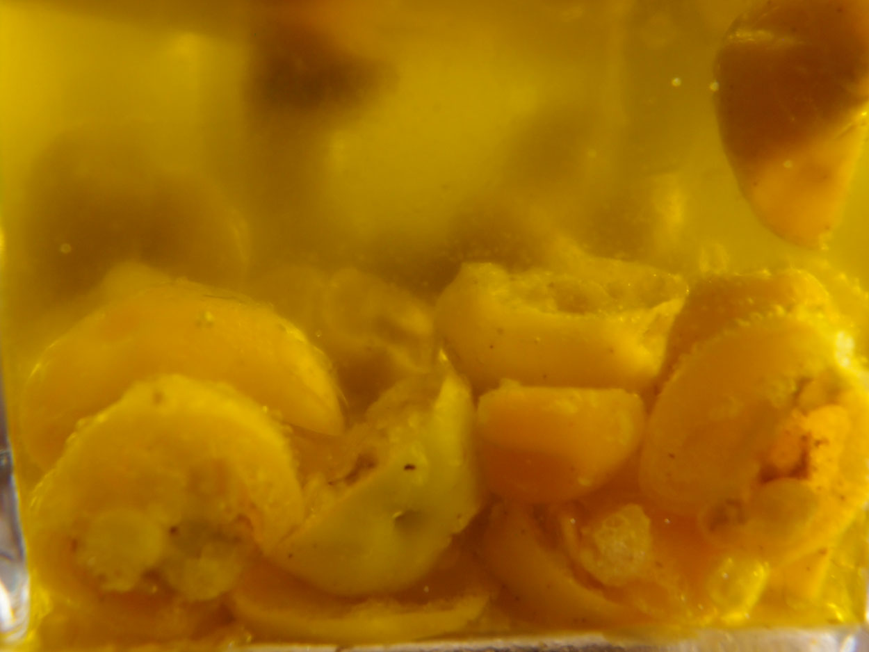 2016-01-26 Pimentas 1 + 2 (Foto)