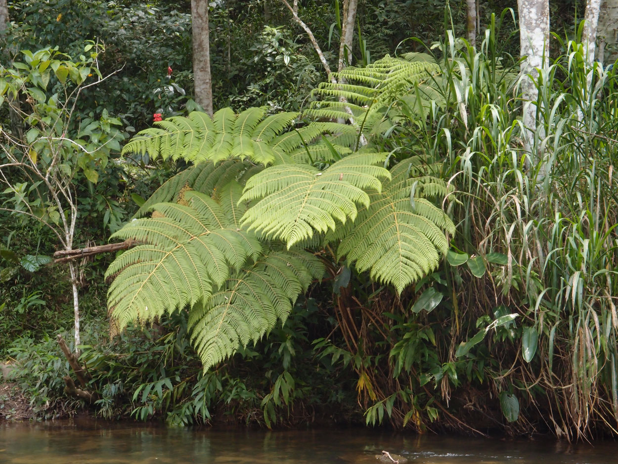 2016-02-07 Am Fluss, Galdinopollis (Foto, Video)
