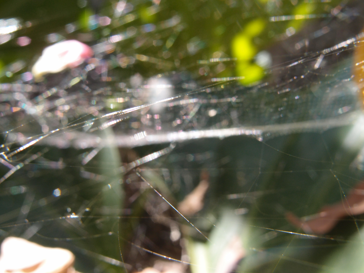 2016-02-18 Paulas Garten (Fotos)