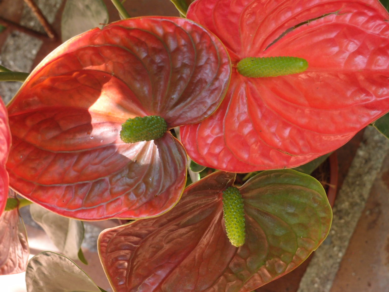 2016-02-18 Paulas Garten (Fotos)