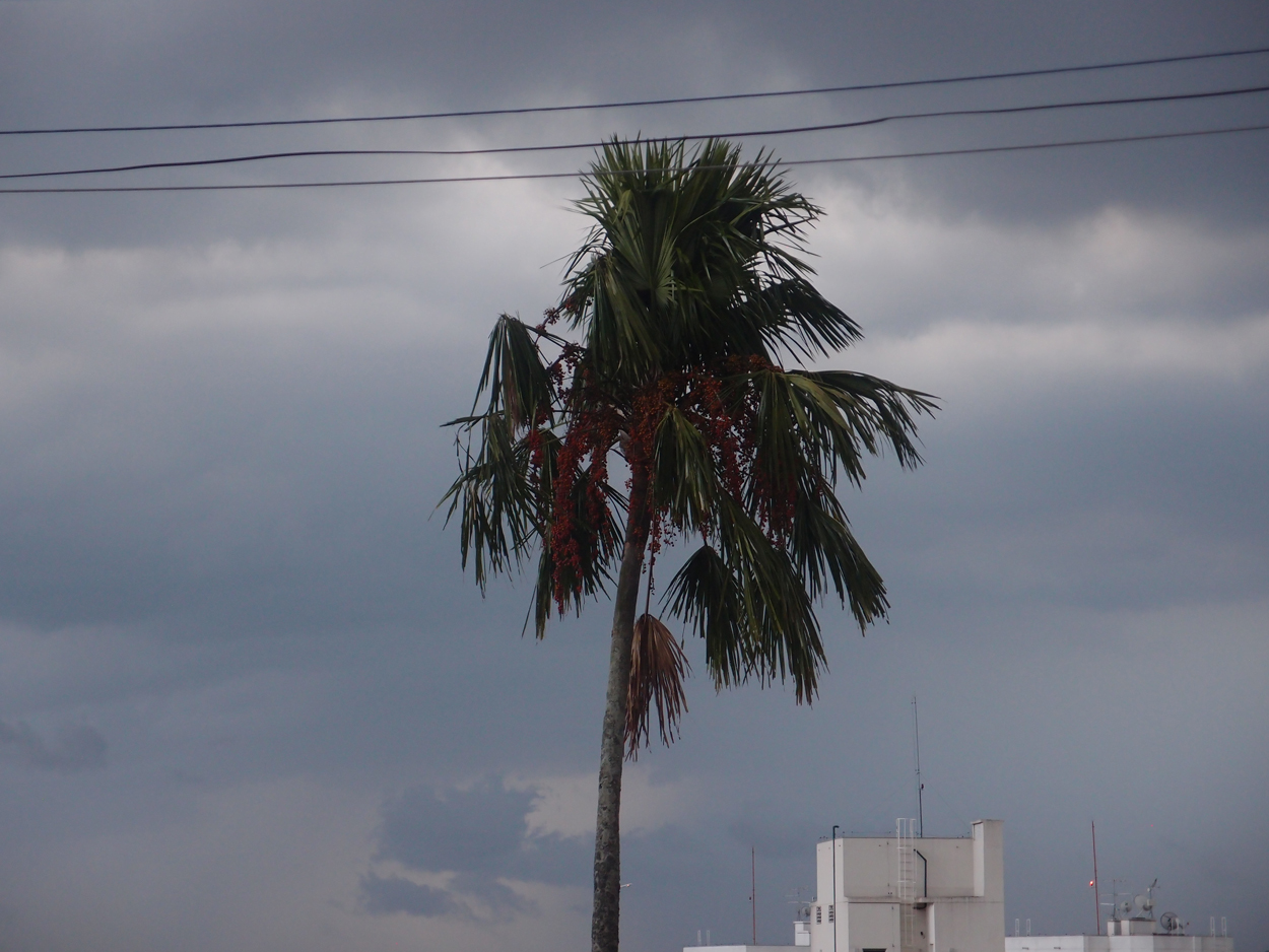 2016-02-19 Palmen im Wind (Palmentanz) (Video) 