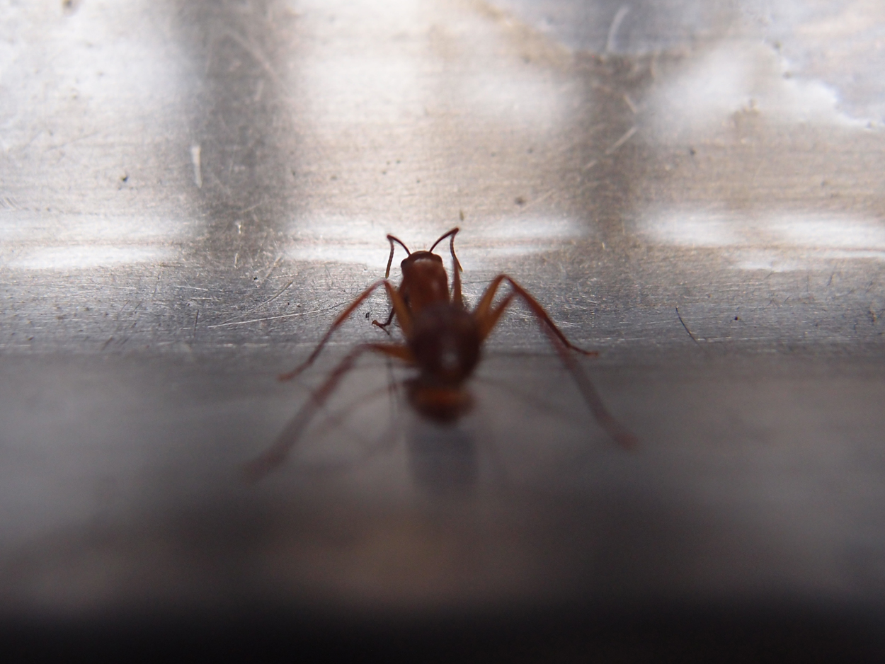 2016-02-22 Ameisen auf der Spüle (Video) 