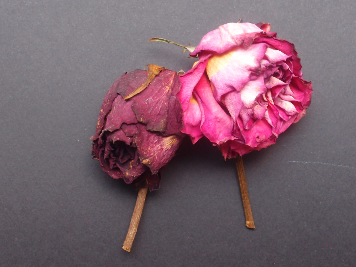 2018-03-08 Budded Roses