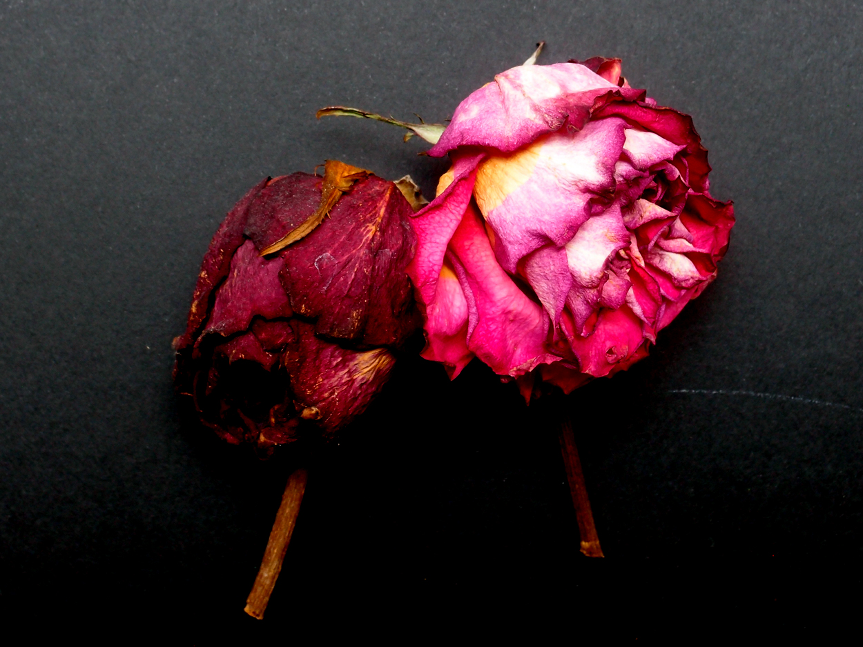 2018-03-08 Budded Roses