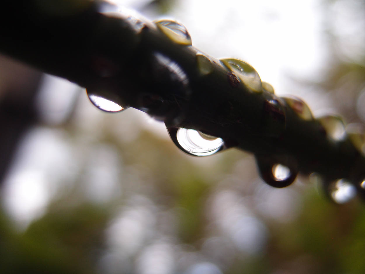 2019-08-18 Tropfen an Ästen