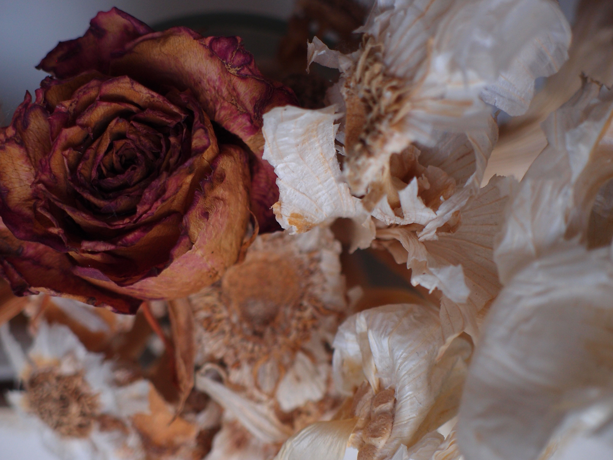 2019-08-20 Knoblauch mit Rose