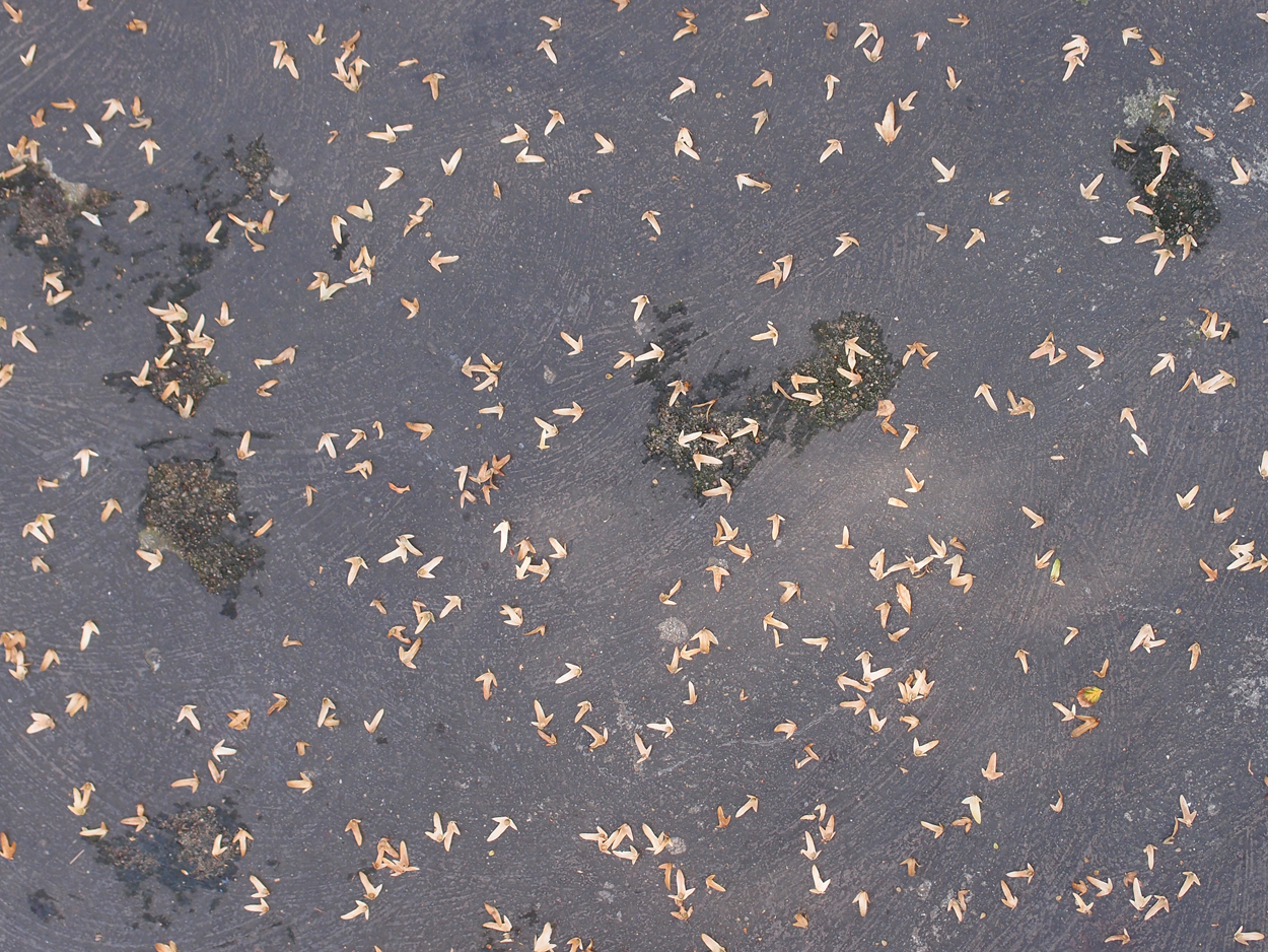 2019-09-17 Blätter auf (feuchtem) Boden