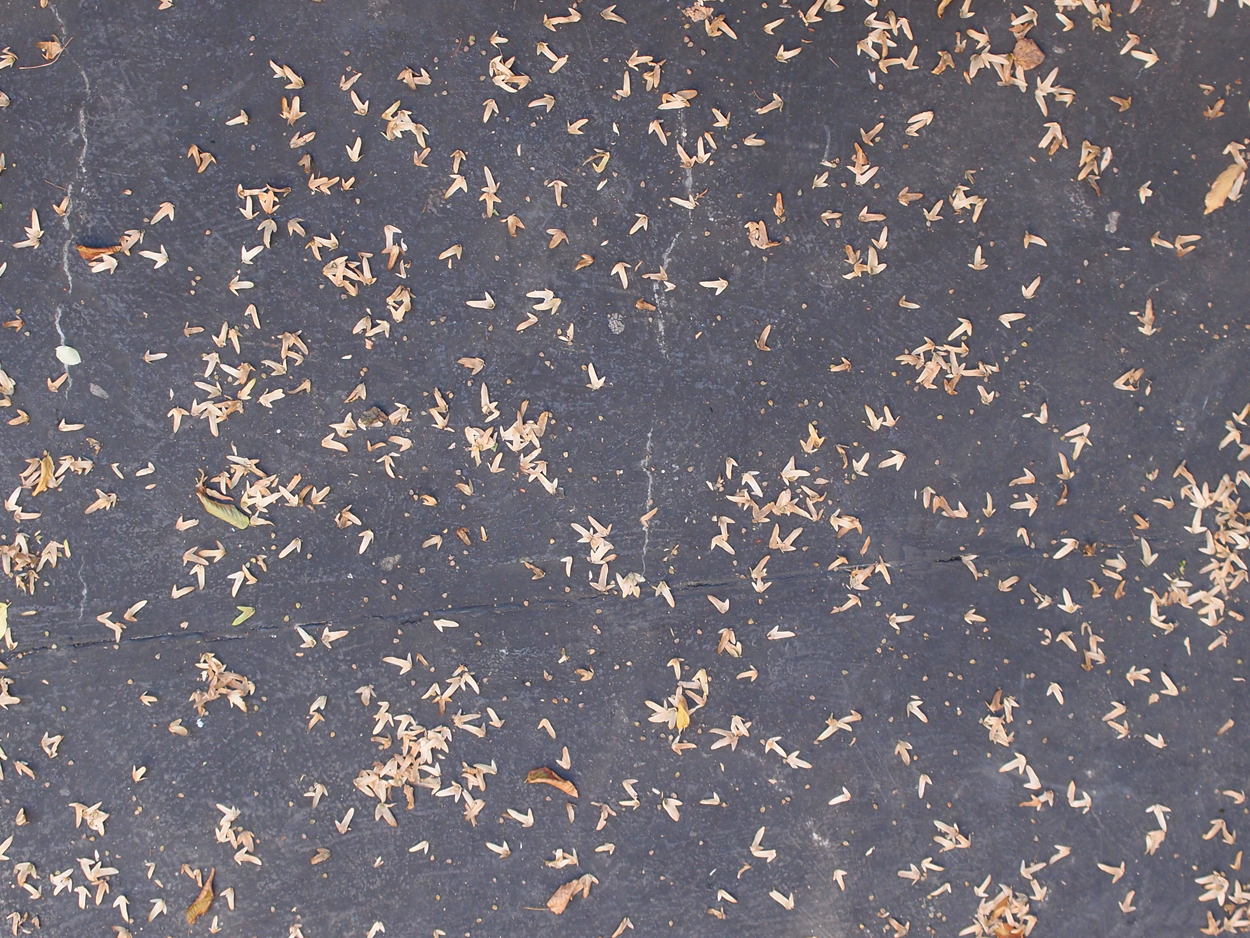 2019-09-17 Blätter auf (feuchtem) Boden