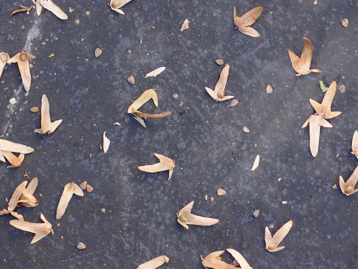 2019-09-17 Blätter auf (feuchtem) Boden