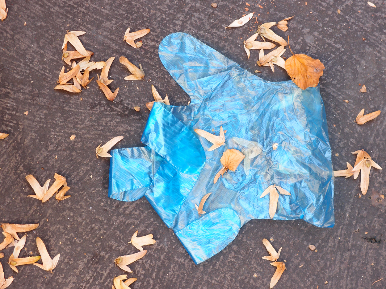 2019-09-17 Blätter auf (feuchtem) Boden