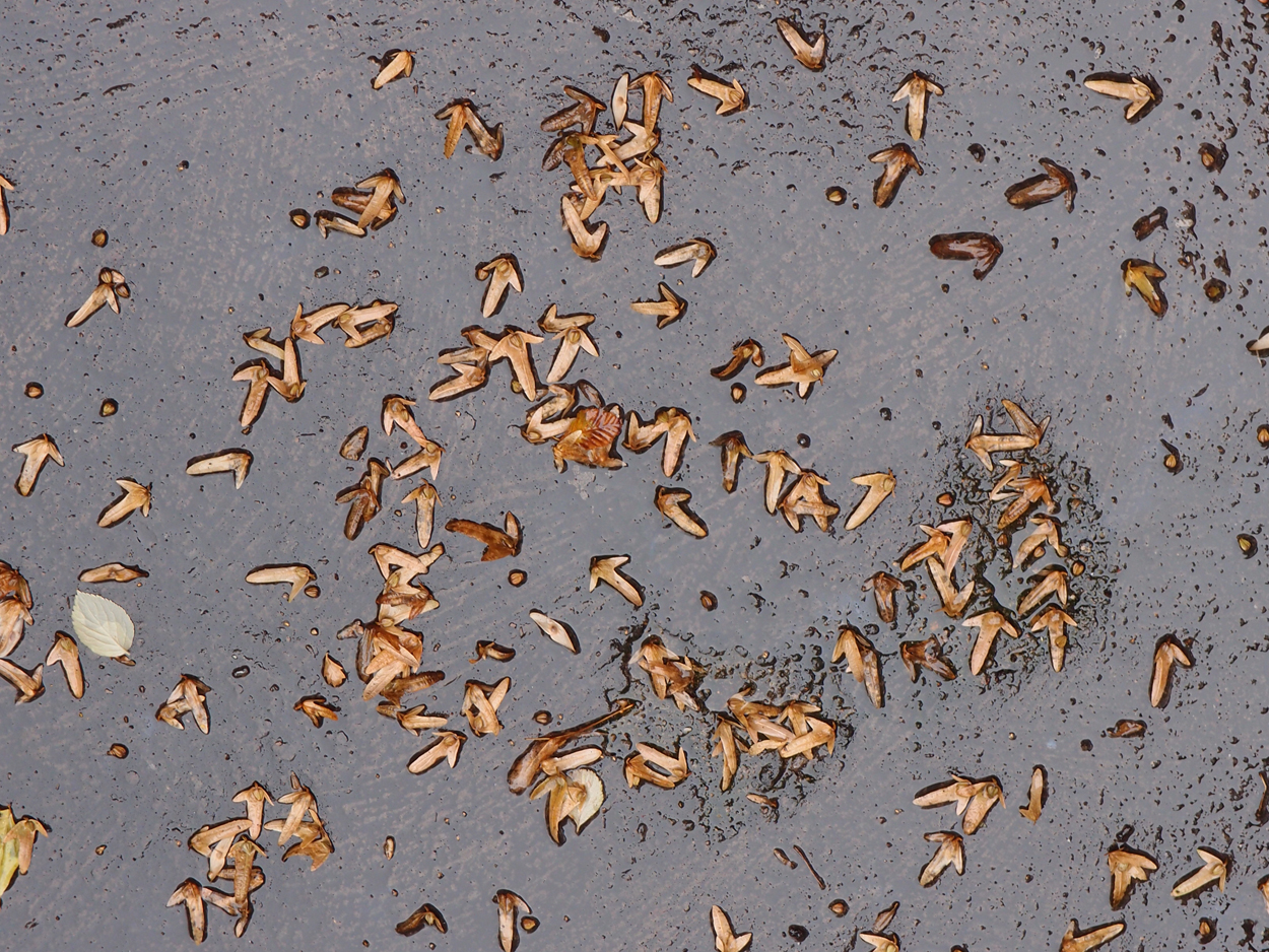 2019-09-17 Blätter auf (feuchtem) Boden