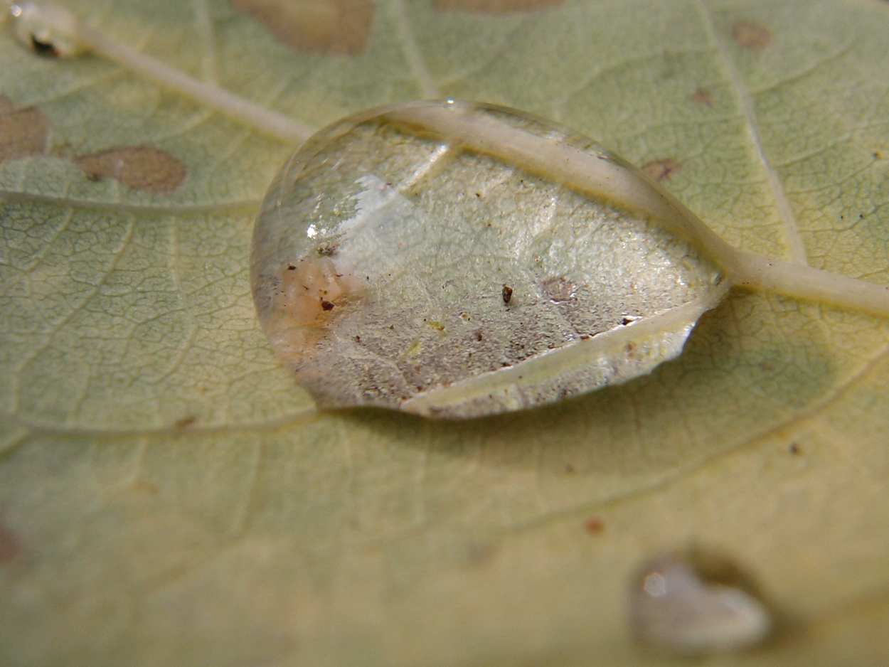 2019-09-18 Tropfen auf Blatt