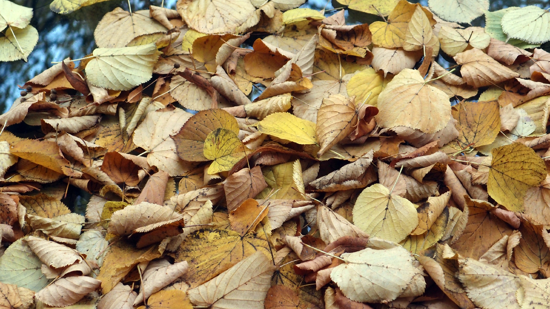 2022-10-12 Wort Bild Virus (Foto)