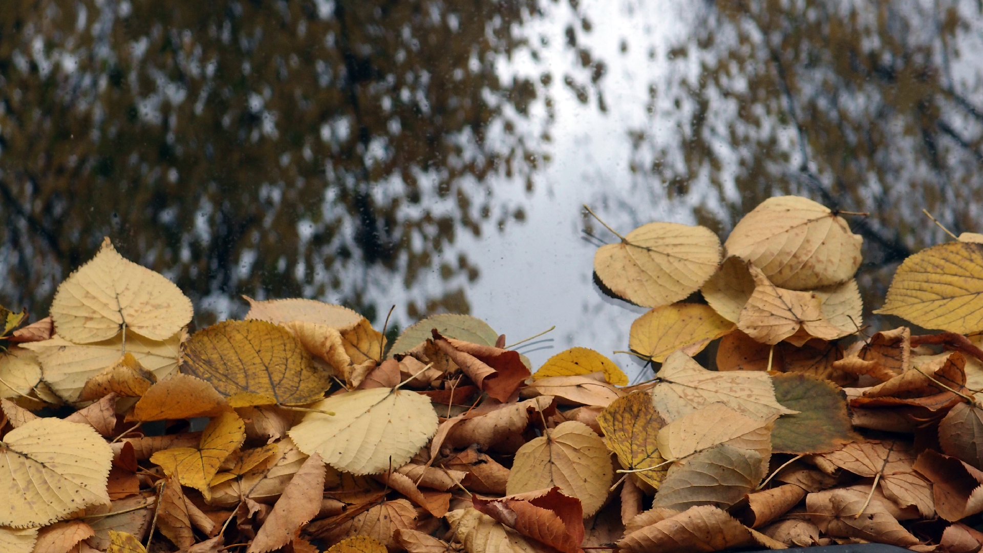 2022-10-12 Wort Bild Virus (Foto)