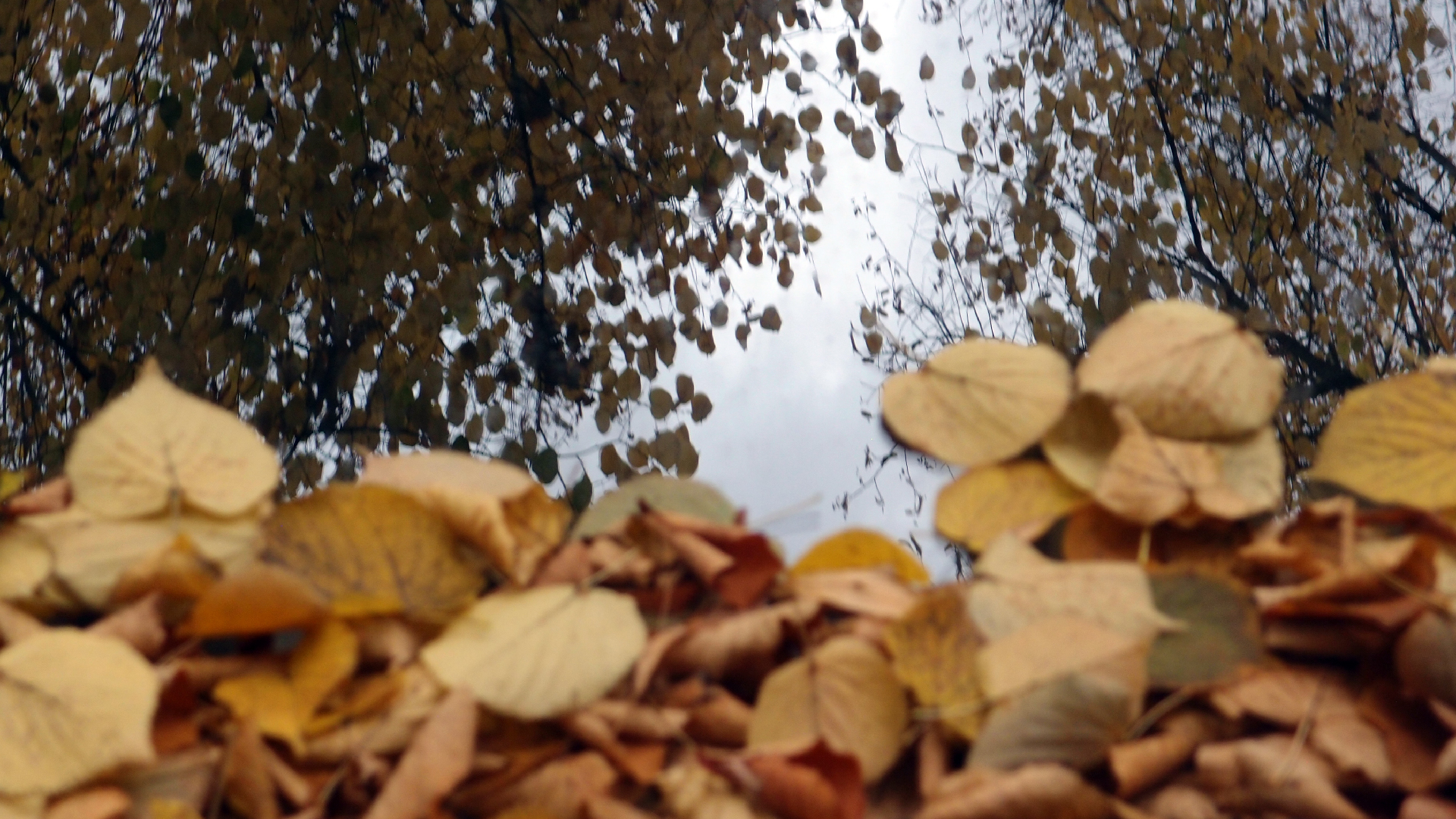 2022-10-12 Wort Bild Virus (Foto)