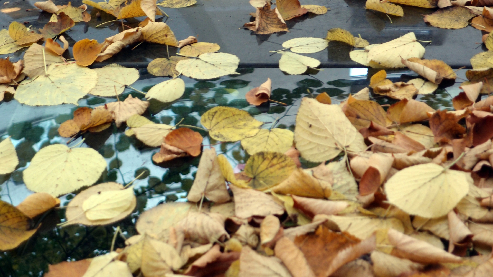 2022-10-12 Wort Bild Virus (Foto)