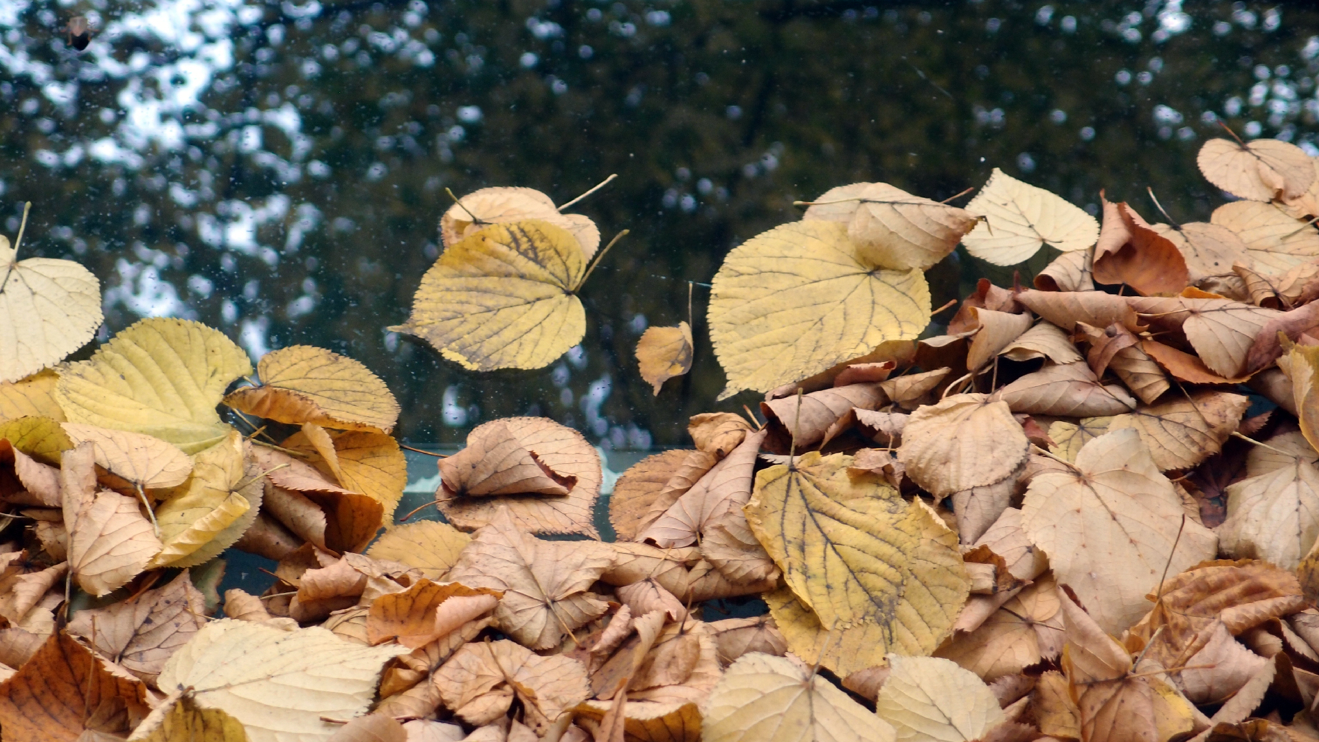 2022-10-12 Wort Bild Virus (Foto)