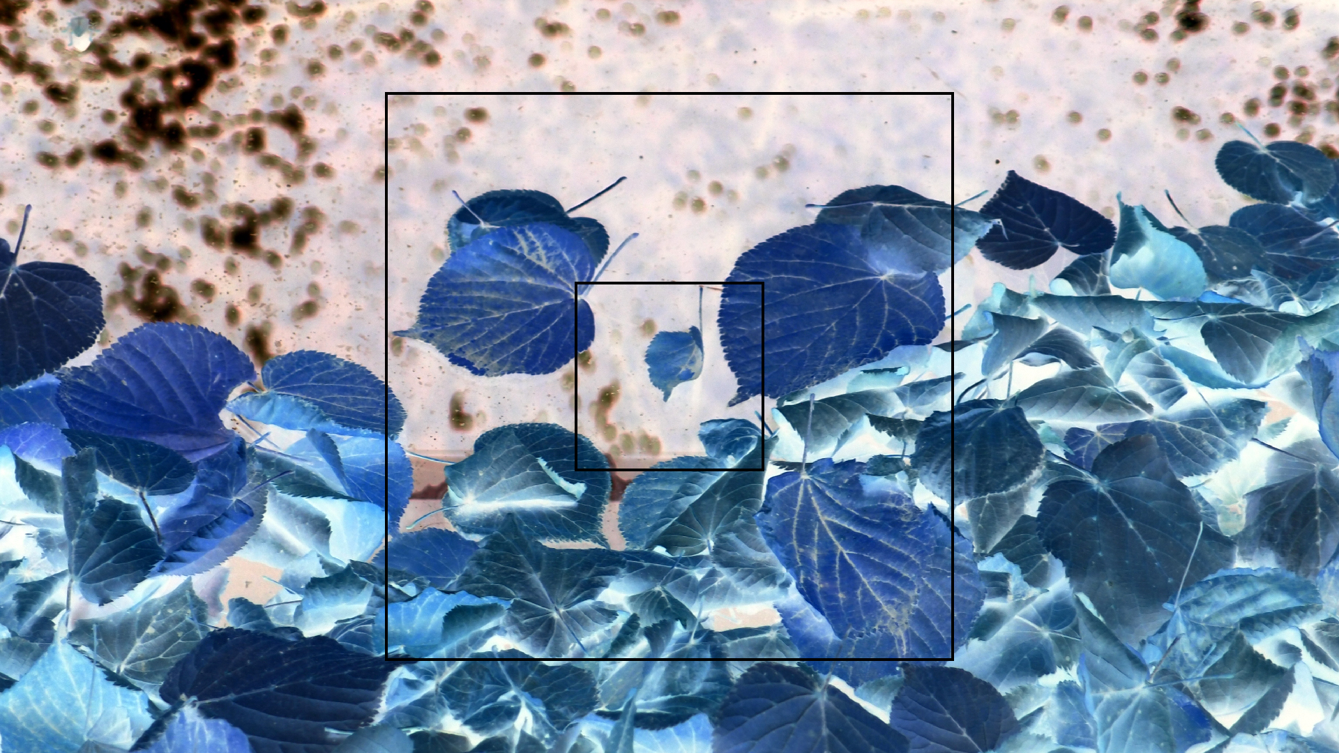 2022-10-12 Wort Bild Virus (Foto)