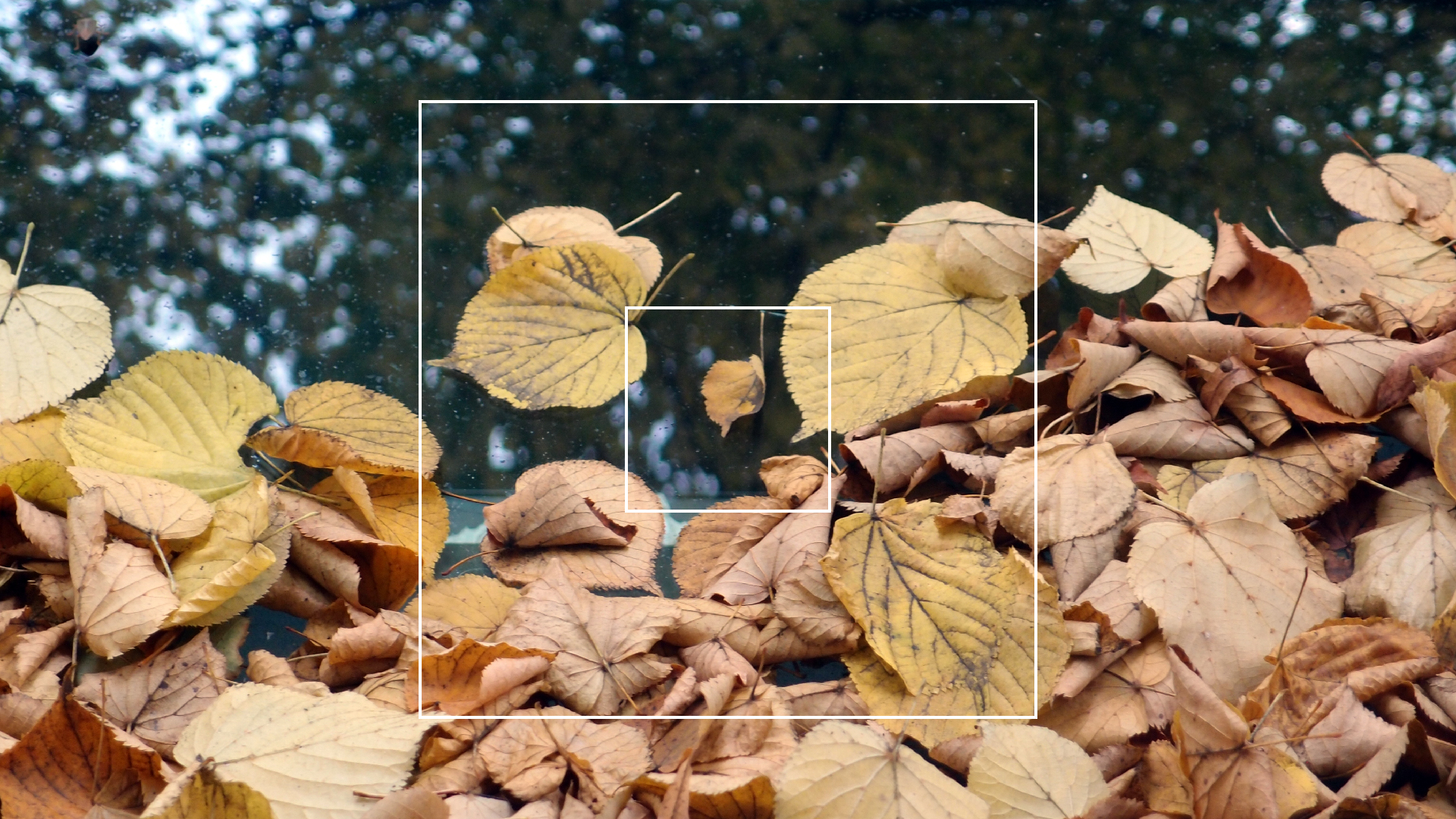 2022-10-12 Wort Bild Virus (Foto)