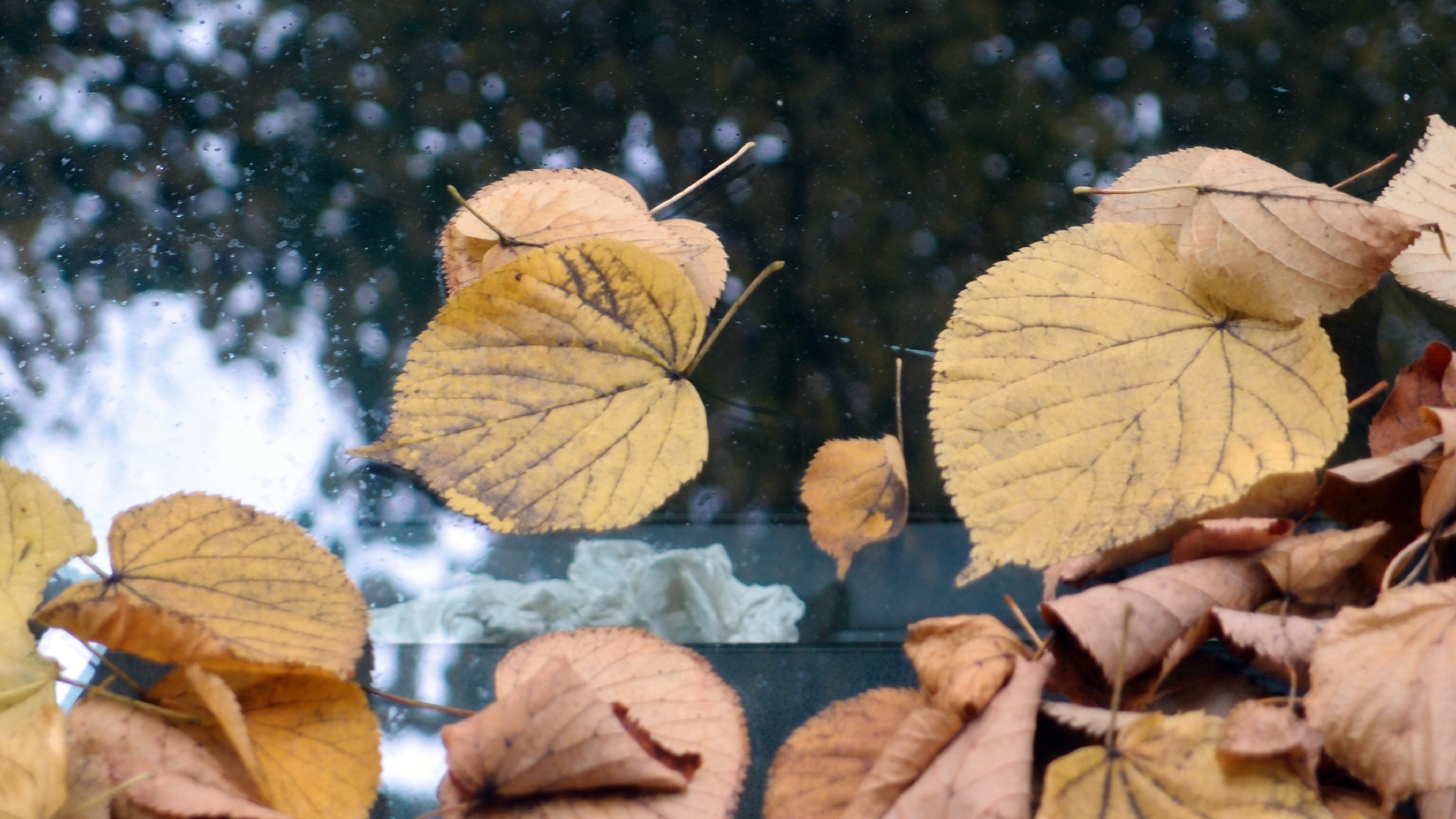 2022-10-12 Wort Bild Virus (Foto)